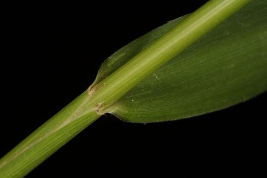 Festuca drymeja Mert. & W.D.J.Koch ?<br/>Munții Zărandului, Traseu Halta Nadăș - Debelagora, 5 Jun 2020 © Adrian Schlesinger - public domain (<a href=https://creativecommons.org/publicdomain/zero/1.0/ target=_blank>CC0 1.0</a>)