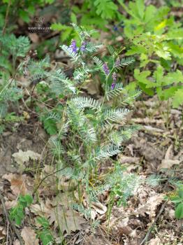 Vicia cassubica L. ?<br/>Jud. Giurgiu, Comana, 9 May 2022 © Ramy Maalouf - all rights reserved