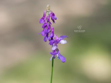Vicia cassubica L. ?<br/>Jud. Giurgiu, Comana, 9 May 2022 © Ramy Maalouf - all rights reserved