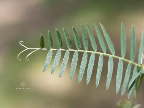 Vicia cassubica L. ?<br/>Jud. Giurgiu, Comana, 9 May 2022 © Ramy Maalouf - all rights reserved