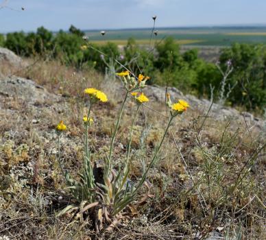 Pilosella echioides (Lumn.) F.W.Schultz & Sch.Bip. ?<br/>Dobrogea de Nord, 2 Jul 2022 © Emilia Ciocănel - all rights reserved