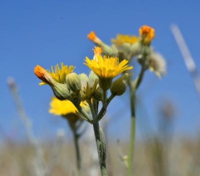 Pilosella echioides (Lumn.) F.W.Schultz & Sch.Bip. ?<br/>Dobrogea de Nord, 2 Jul 2022 © Emilia Ciocănel - all rights reserved