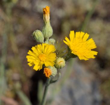 Pilosella echioides (Lumn.) F.W.Schultz & Sch.Bip. ?<br/>Dobrogea de Nord, 2 Jul 2022 © Emilia Ciocănel - all rights reserved