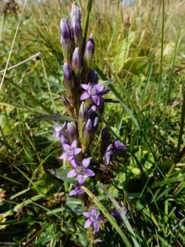 Gentianella lutescens (Velen.) Holub ?<br/>Masivul Rarău, Rezervația naturală Fânețele montane Todirescu, 20 Aug 2022 © Șerban Cârlugea - all rights reserved