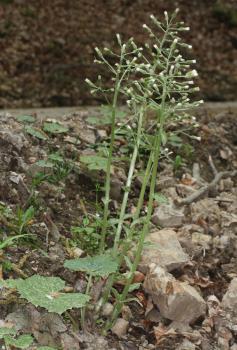 Petasites kablikianus Tausch ex Bercht. ?<br/>Munții Poiana Ruscă, Valea Cornetului, 9 Apr 2016 © Adrian Schlesinger - public domain (<a href=https://creativecommons.org/publicdomain/zero/1.0/ target=_blank>CC0 1.0</a>)
