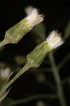 Petasites kablikianus Tausch ex Bercht. ?<br/>Munții Poiana Ruscă, Valea Cornetului, 9 Apr 2016 © Adrian Schlesinger - public domain (<a href=https://creativecommons.org/publicdomain/zero/1.0/ target=_blank>CC0 1.0</a>)