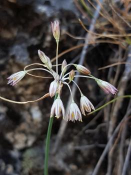 Allium paniculatum L. subsp. fuscum (Waldst. & Kit.) Arcang. ?<br/>Stâncile din apropierea M. Arnota, 20 Jul 2025 © Cretzulynne - all rights reserved