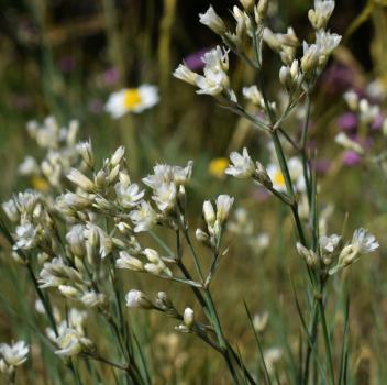 Eremogone rigida (M.Bieb.) Fenzl<span class='icon conservation cons_CR' title='Critically Endangered'>CR</span> ?<br/>Dobrogea de Nord, 25 May 2026 © Emilia Ciocănel - all rights reserved
