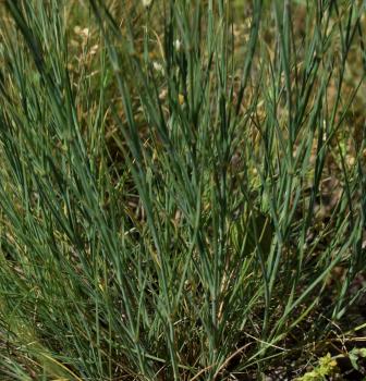 Eremogone rigida (M.Bieb.) Fenzl<span class='icon conservation cons_CR' title='Critically Endangered'>CR</span> ?<br/>Dobrogea de Nord, 25 May 2026 © Emilia Ciocănel - all rights reserved