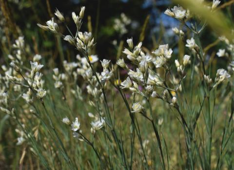 Eremogone rigida (M.Bieb.) Fenzl<span class='icon conservation cons_CR' title='Critically Endangered'>CR</span> ?<br/>Dobrogea de Nord, 25 May 2026 © Emilia Ciocănel - all rights reserved