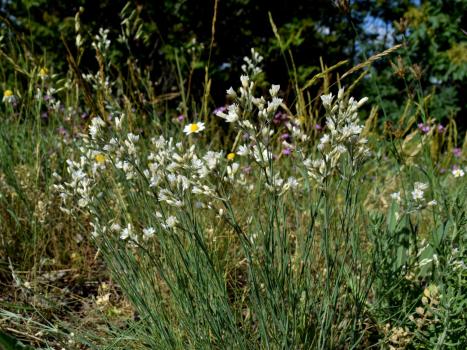 Eremogone rigida (M.Bieb.) Fenzl<span class='icon conservation cons_CR' title='Critically Endangered'>CR</span> ?<br/>Dobrogea de Nord, 25 May 2026 © Emilia Ciocănel - all rights reserved