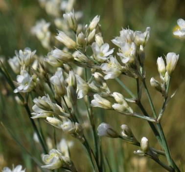 Eremogone rigida (M.Bieb.) Fenzl<span class='icon conservation cons_CR' title='Critically Endangered'>CR</span> ?<br/>Dobrogea de Nord, 25 May 2026 © Emilia Ciocănel - all rights reserved